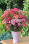 Achillea Flowerburst Red Shades