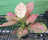 Aglaonema Anya Manee