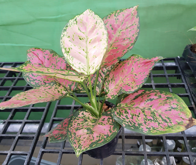 Aglaonema Anya Manee