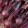 Beetroot Bulls Blood